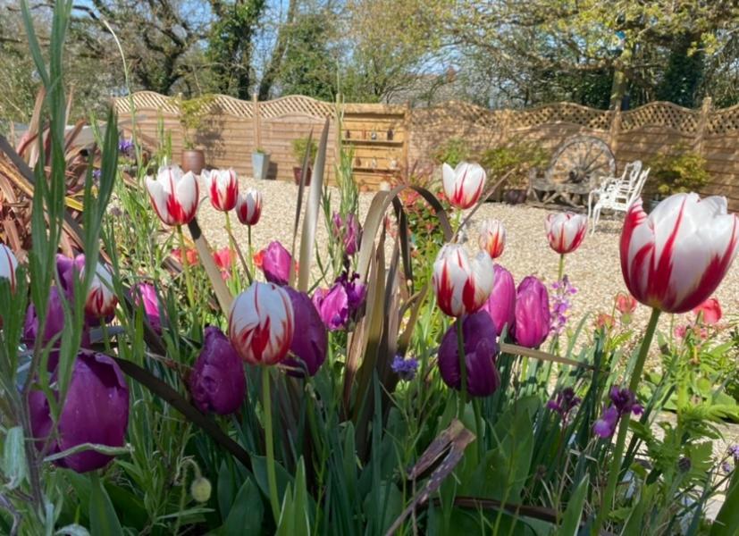 Toppesfield House B&B Bude Luaran gambar
